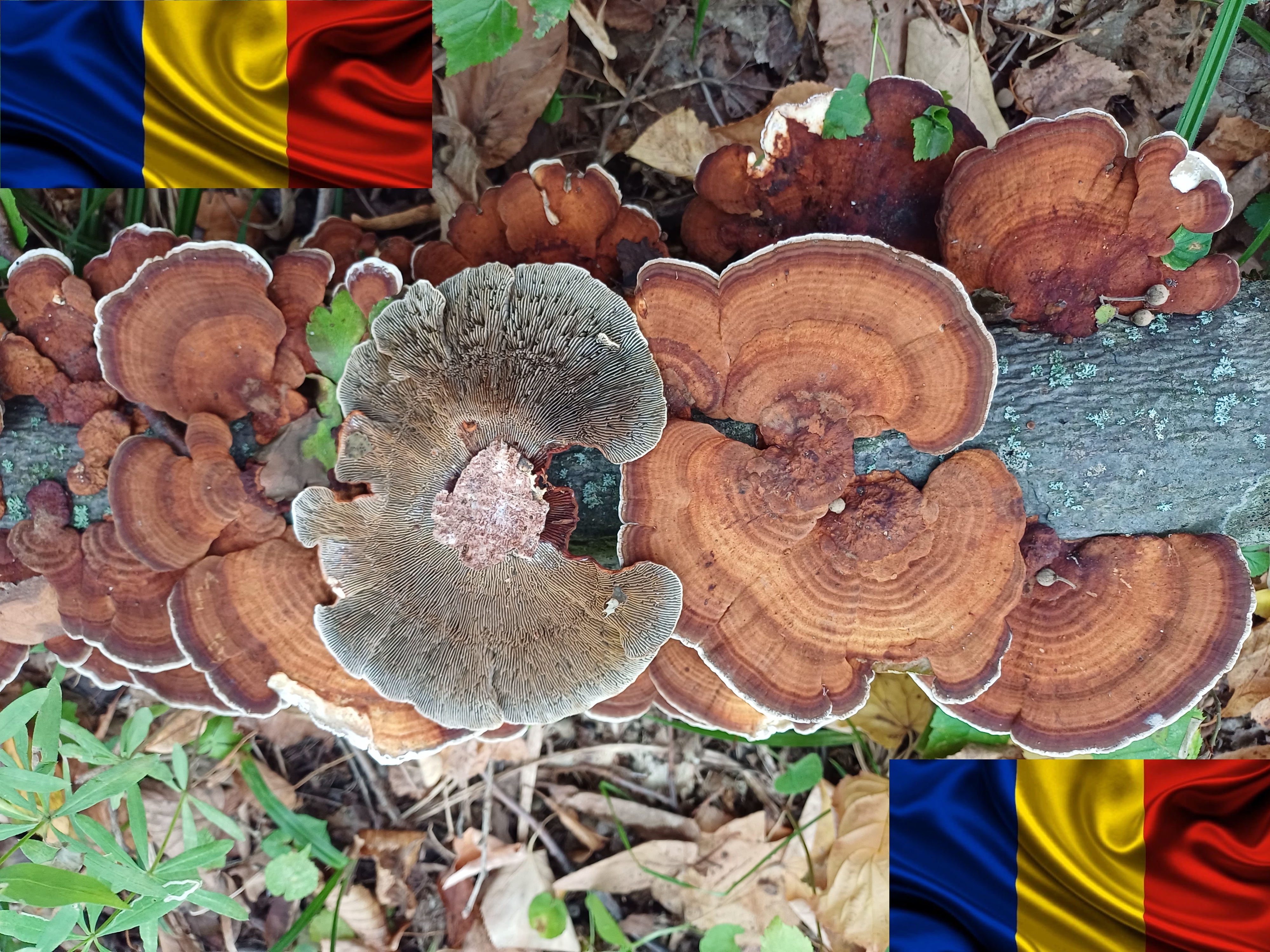 La mulți ani, România! La mulți ani, români!